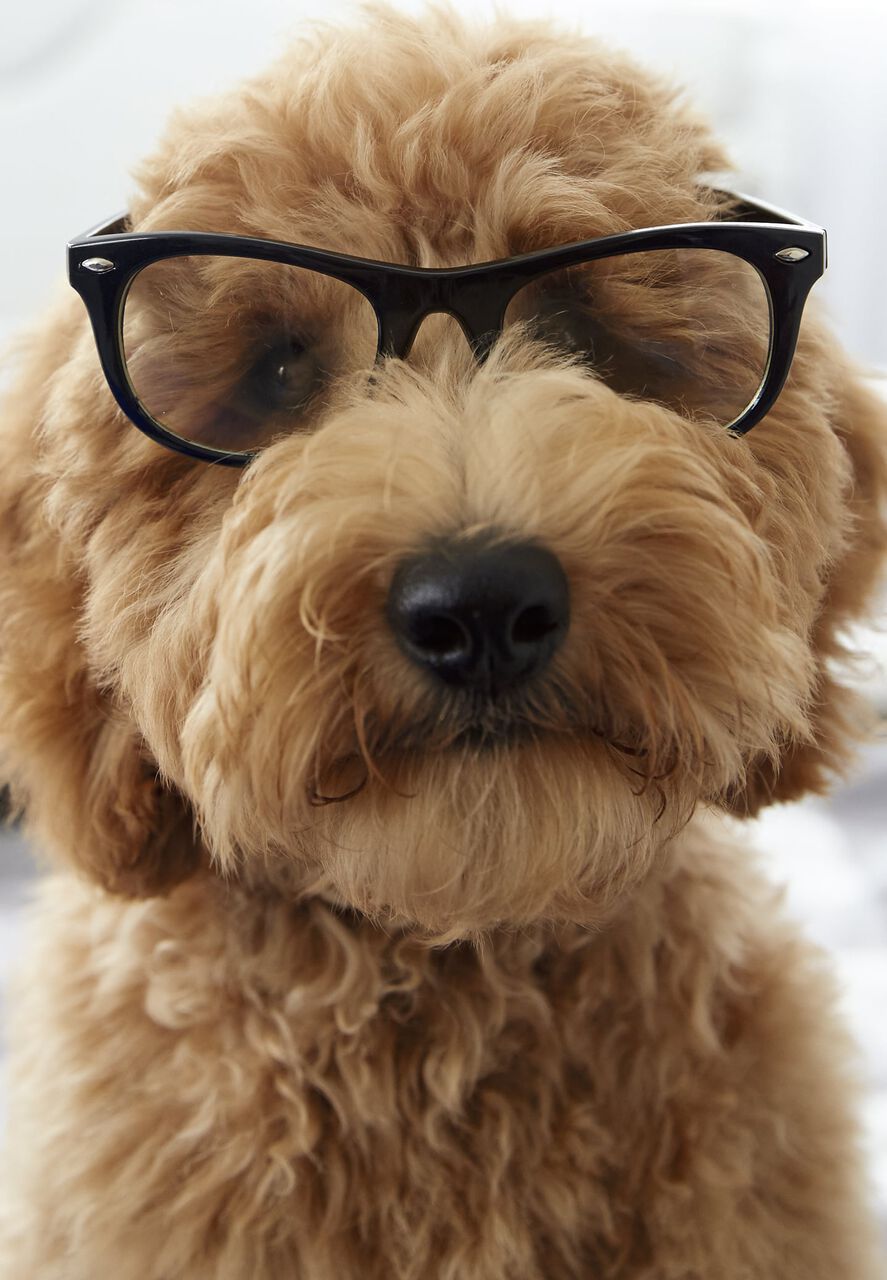 Dog in Glasses Father's Day Card