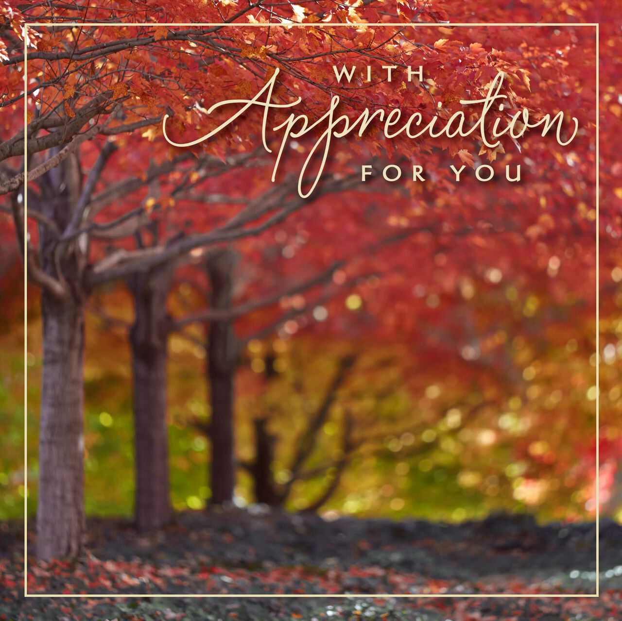 With Appreciation Thanksgiving Cards